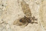 Fossil March Fly (Plecia) - Green River Formation #154423-1